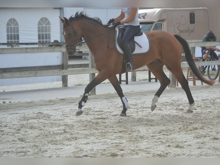 KWPN Stute 13 Jahre 168 cm Brauner in Breda