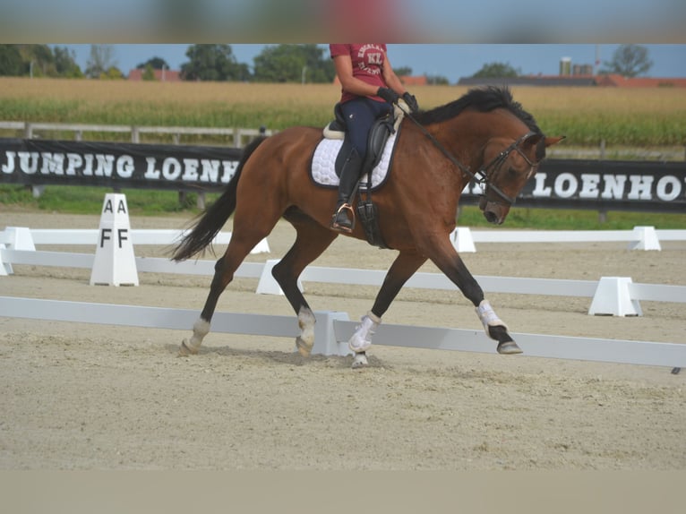 KWPN Stute 13 Jahre 168 cm Brauner in Breda