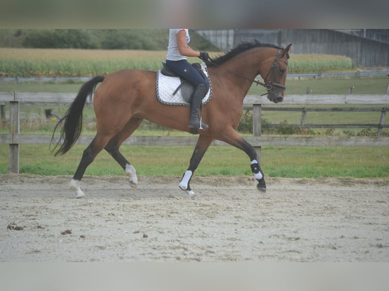 KWPN Stute 13 Jahre 168 cm Brauner in Breda