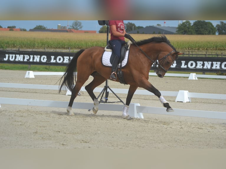 KWPN Stute 13 Jahre 168 cm Brauner in Breda