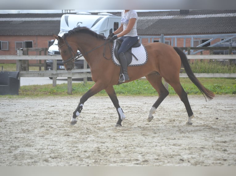 KWPN Stute 13 Jahre 168 cm Brauner in Breda