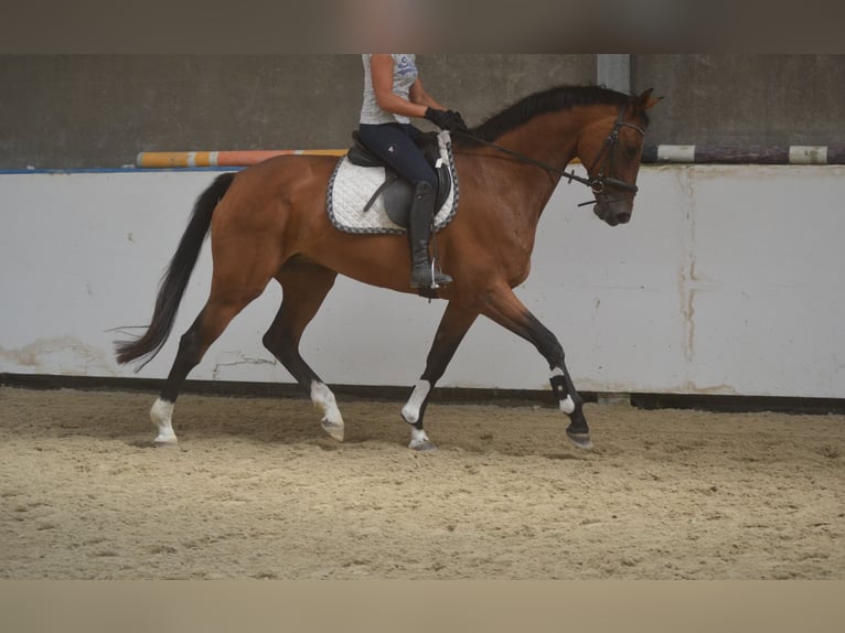 KWPN Stute 13 Jahre 168 cm Brauner in Breda