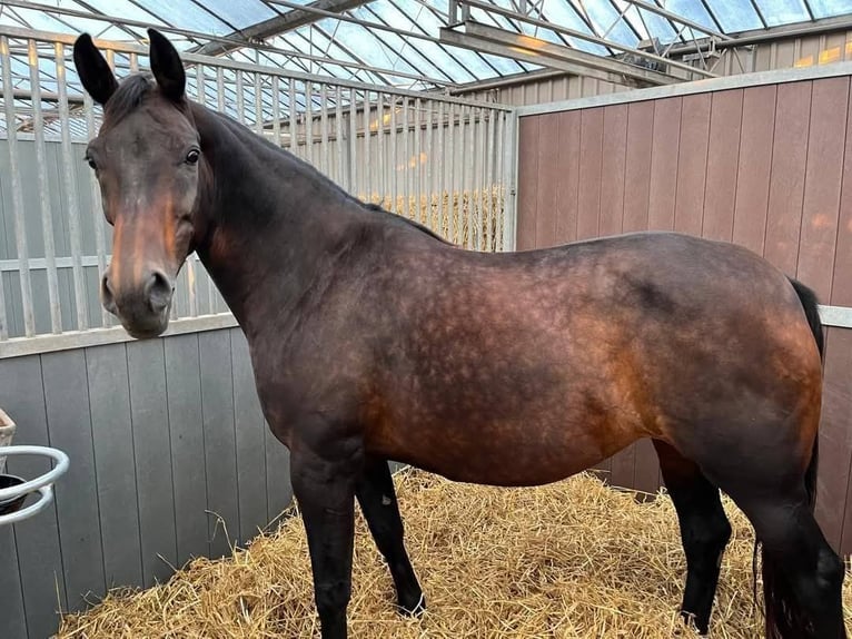 KWPN Stute 13 Jahre 168 cm Brauner in Andijk