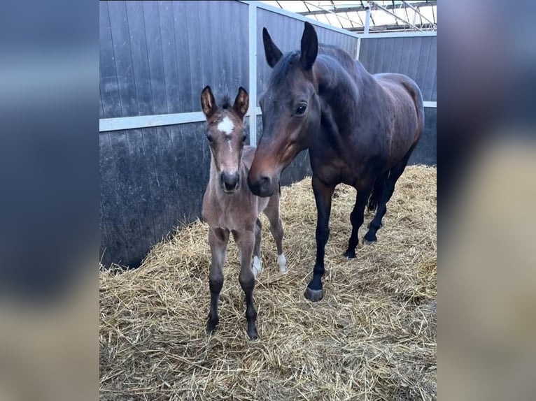 KWPN Stute 13 Jahre 168 cm Brauner in Andijk