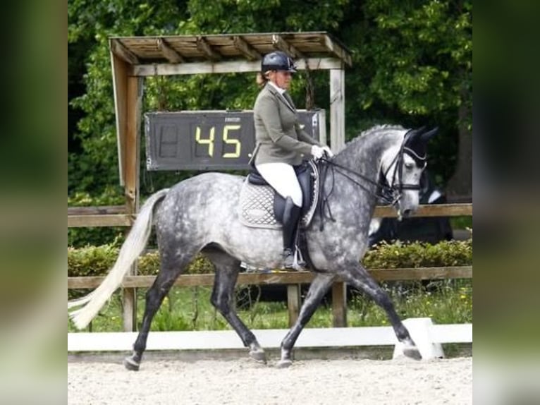 KWPN Stute 13 Jahre 168 cm Schimmel in Vlierden