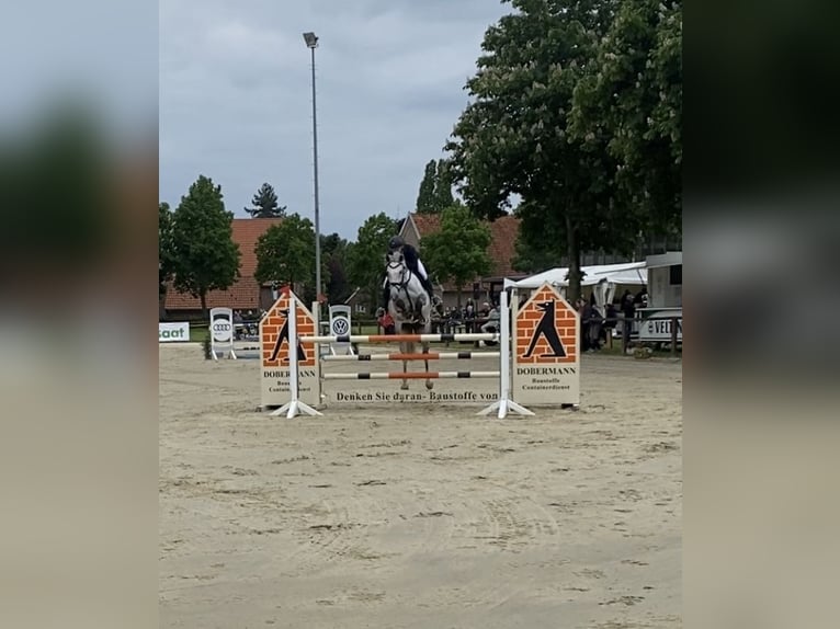 KWPN Stute 13 Jahre 170 cm Apfelschimmel in Ahlen