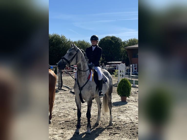 KWPN Stute 13 Jahre 170 cm Apfelschimmel in Ahlen
