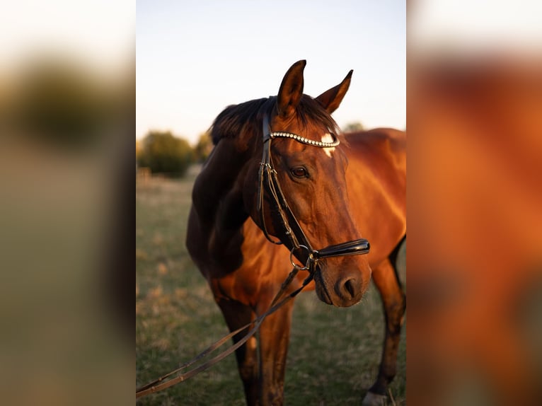 KWPN Stute 13 Jahre 170 cm Brauner in Bad Oeynhausen