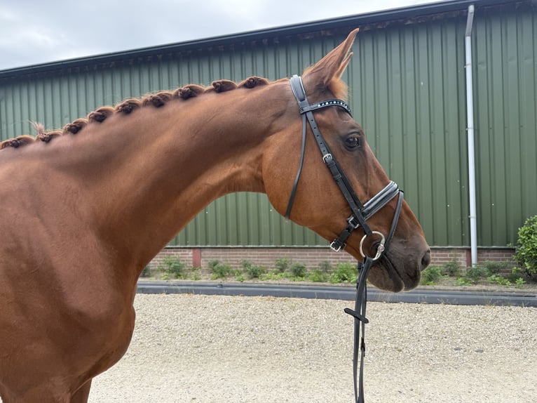 KWPN Stute 13 Jahre 170 cm Fuchs in Oud Gastel