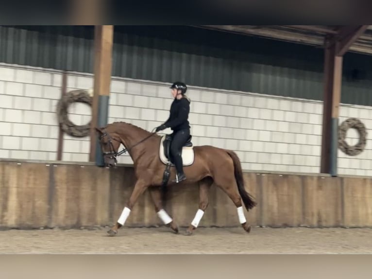 KWPN Stute 13 Jahre 170 cm Fuchs in Oud Gastel