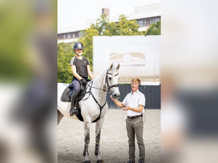 KWPN Stute 13 Jahre 170 cm Schimmel in Braunschweig