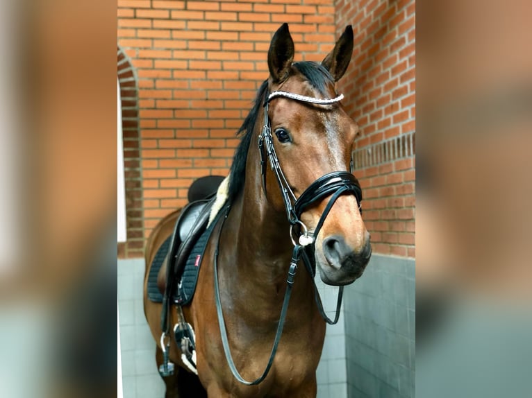 KWPN Stute 13 Jahre 171 cm Dunkelbrauner in Boijl