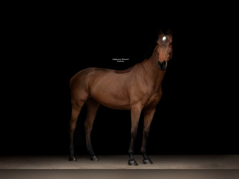 KWPN Stute 13 Jahre 172 cm Brauner in Hamme