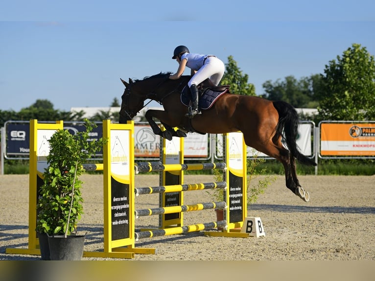KWPN Stute 13 Jahre 172 cm Brauner in Hamme