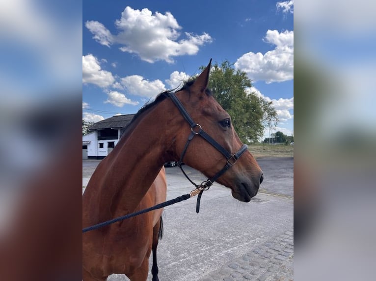 KWPN Stute 13 Jahre 174 cm Brauner in De Panne