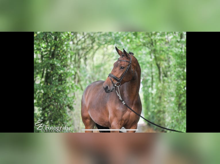 KWPN Stute 13 Jahre 175 cm Brauner in Ederveen