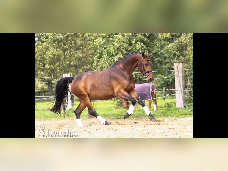 KWPN Stute 13 Jahre 175 cm Brauner in Ederveen