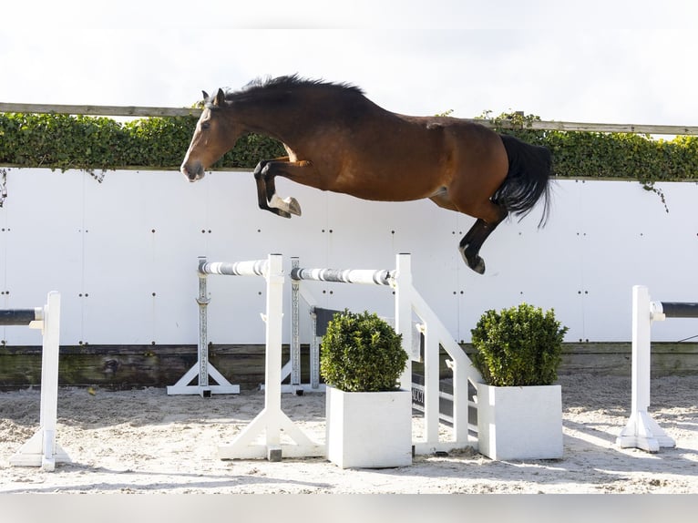 KWPN Stute 13 Jahre 176 cm Brauner in Waddinxveen