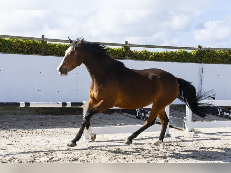 KWPN Stute 13 Jahre 176 cm Brauner in Waddinxveen