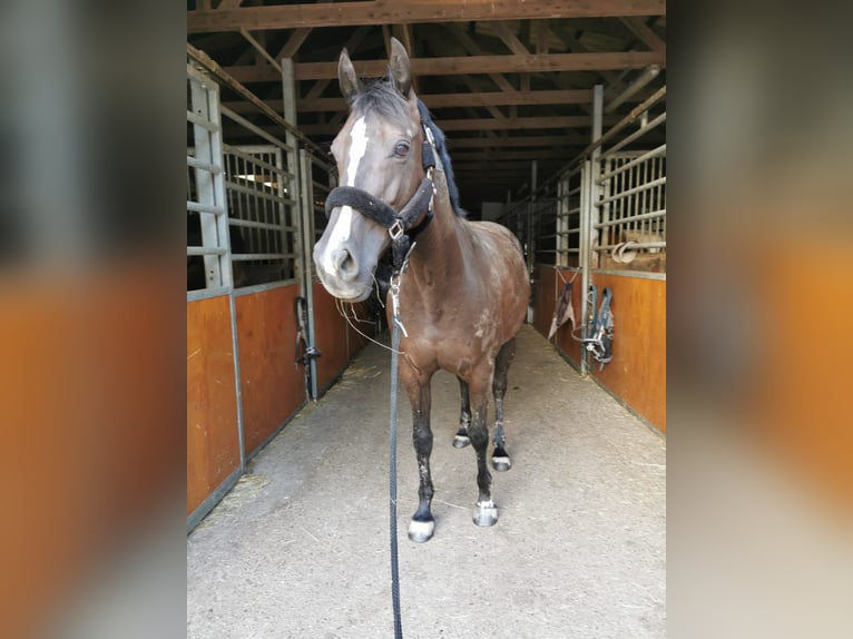 KWPN Stute 14 Jahre 160 cm Rappe in Fuldabrück