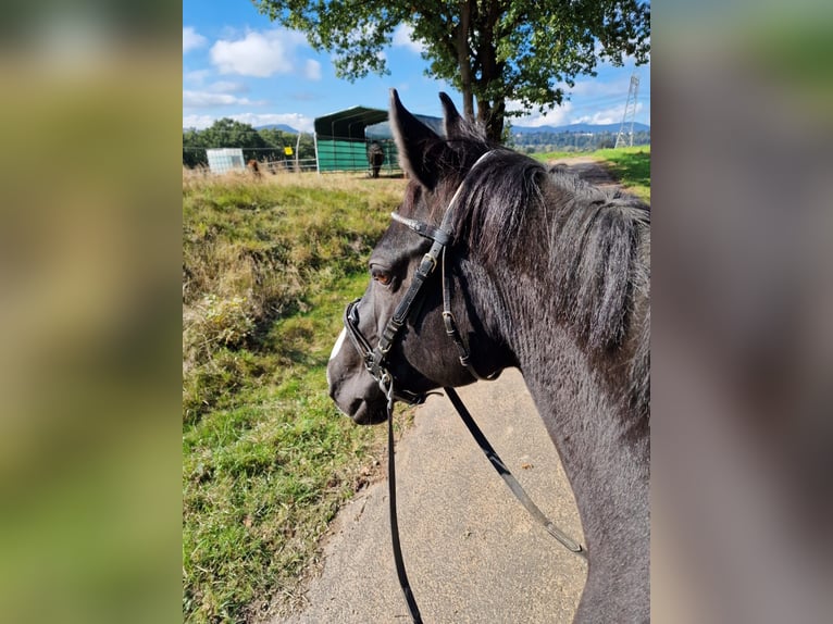 KWPN Stute 14 Jahre 160 cm Rappe in Fuldabrück