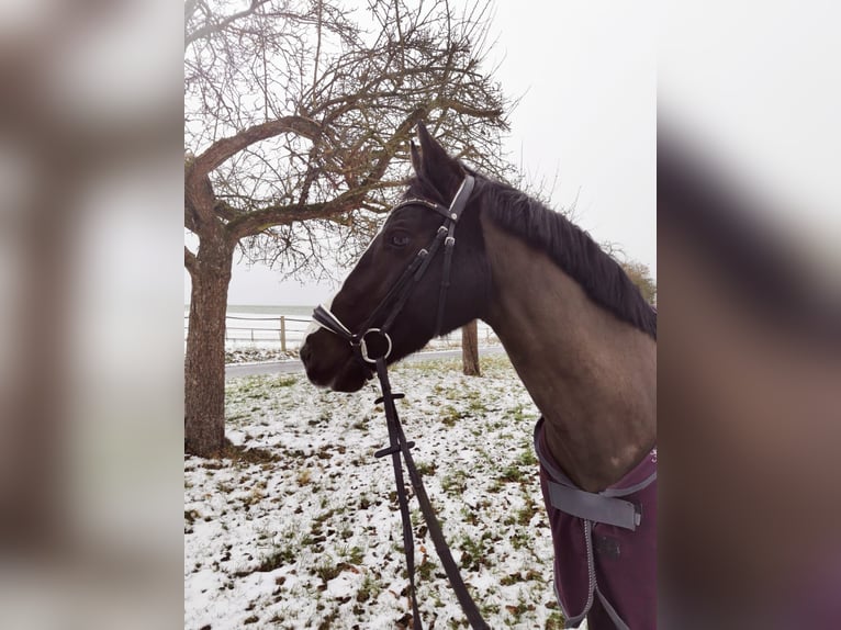 KWPN Stute 14 Jahre 160 cm Rappe in Fuldabrück