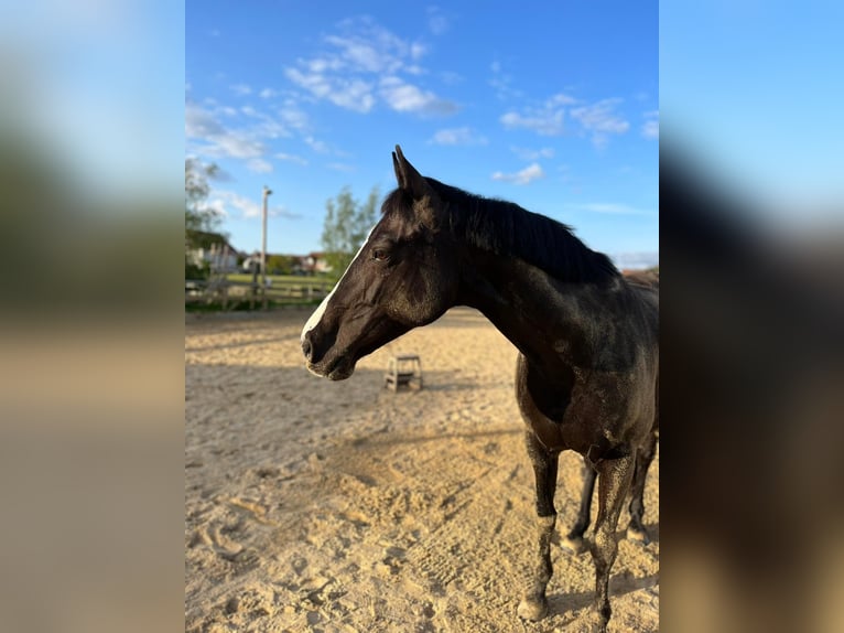 KWPN Stute 14 Jahre 160 cm Rappe in Fuldabrück