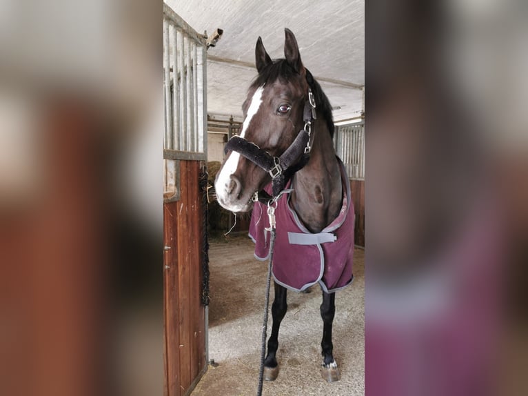 KWPN Stute 14 Jahre 160 cm Rappe in Fuldabrück