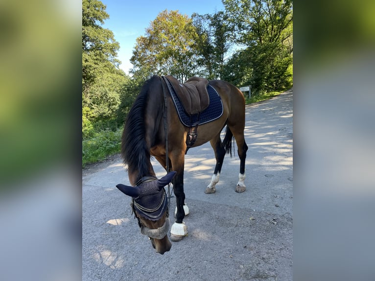 KWPN Stute 14 Jahre 162 cm Dunkelbrauner in Lichtenfels