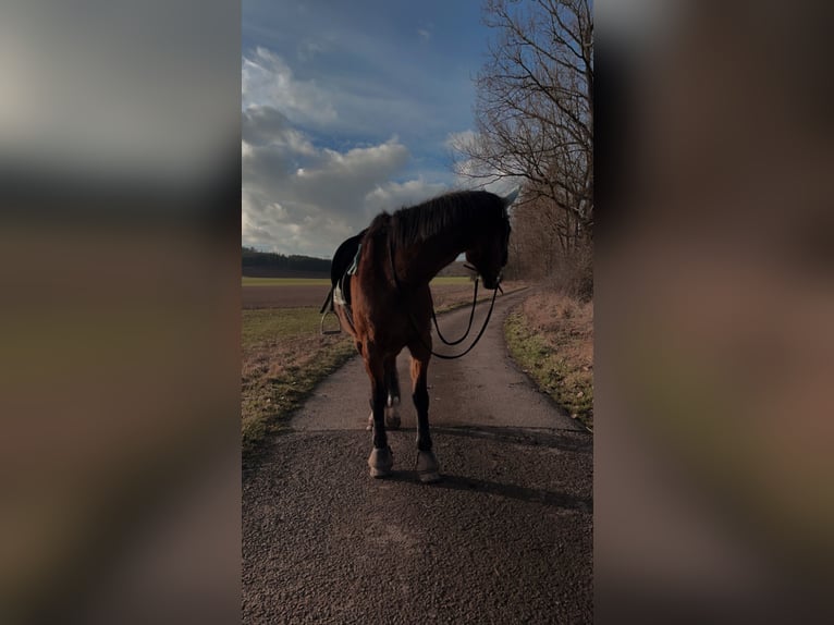 KWPN Stute 14 Jahre 162 cm Dunkelbrauner in Lichtenfels