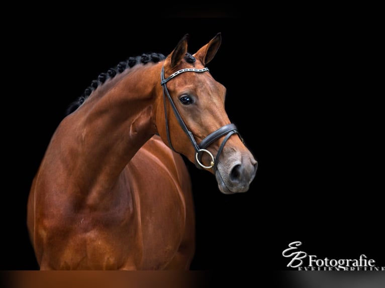 KWPN Stute 14 Jahre 164 cm Brauner in Ederveen