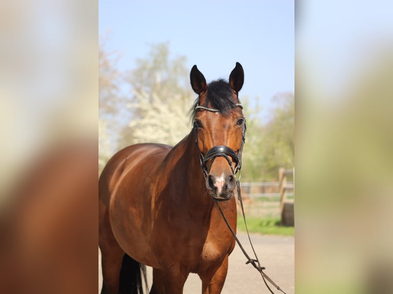 KWPN Stute 14 Jahre 164 cm Dunkelbrauner in Hengelo