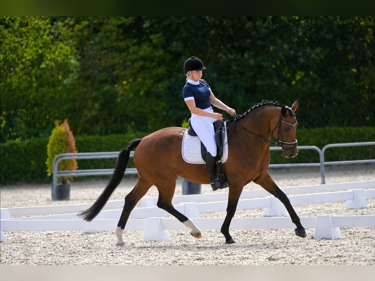 KWPN Stute 14 Jahre 164 cm Dunkelbrauner in Hengelo