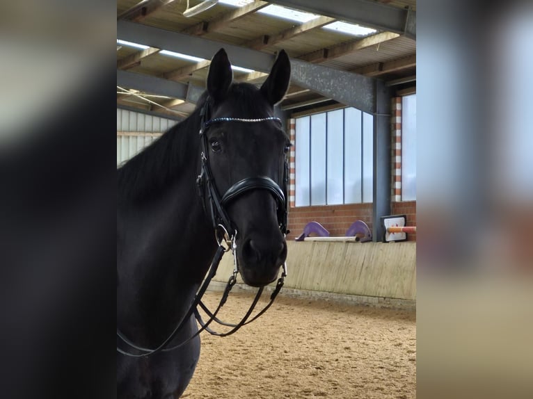 KWPN Stute 14 Jahre 164 cm Rappe in Ense