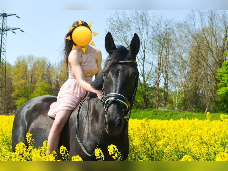 KWPN Stute 14 Jahre 164 cm Rappe in Ense