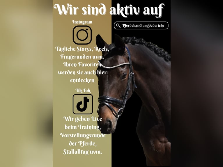 KWPN Stute 14 Jahre 165 cm Brauner in Nettersheim