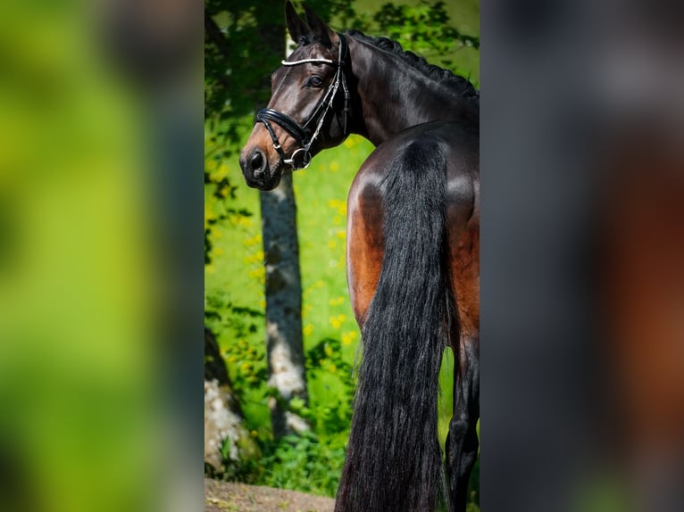KWPN Stute 14 Jahre 165 cm Brauner in Nettersheim
