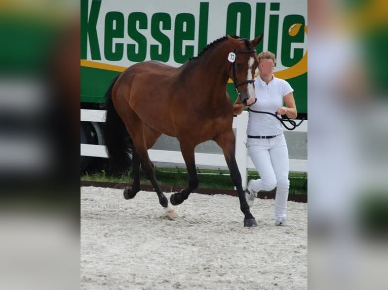 KWPN Stute 14 Jahre 165 cm Brauner in Baarle-Nassau