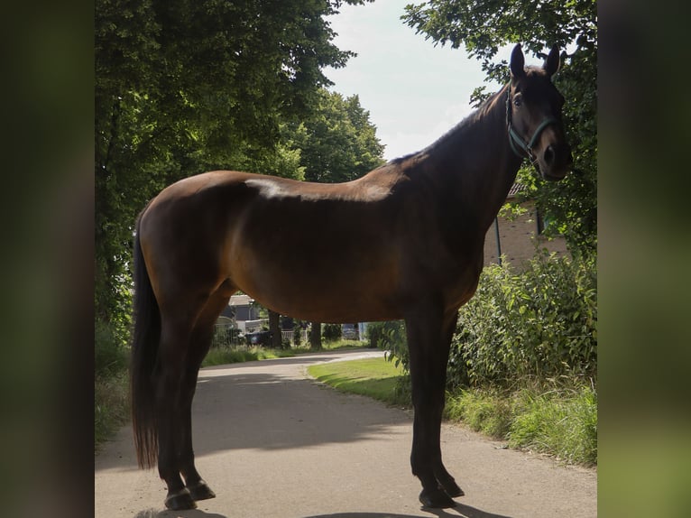 KWPN Stute 14 Jahre 165 cm Dunkelbrauner in Landgraaf
