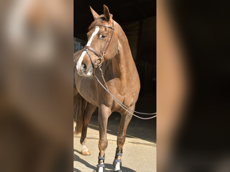 KWPN Stute 14 Jahre 165 cm Dunkelfuchs in Geilenkirchen