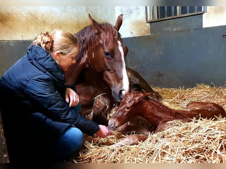 KWPN Stute 14 Jahre 165 cm Dunkelfuchs in Doesburg