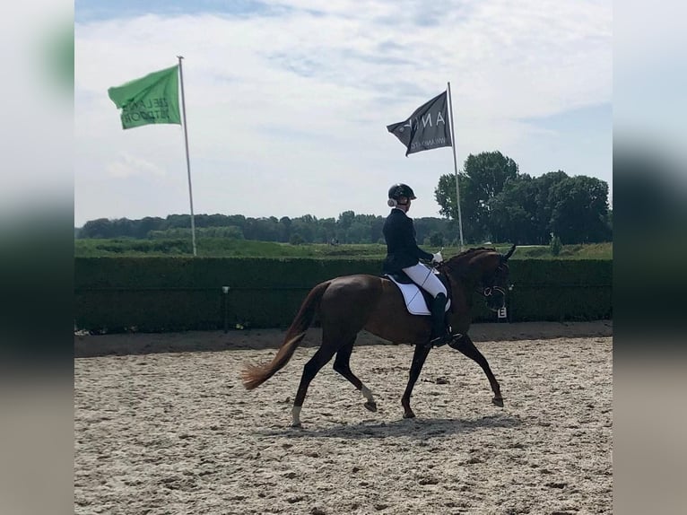 KWPN Stute 14 Jahre 165 cm Dunkelfuchs in Doesburg