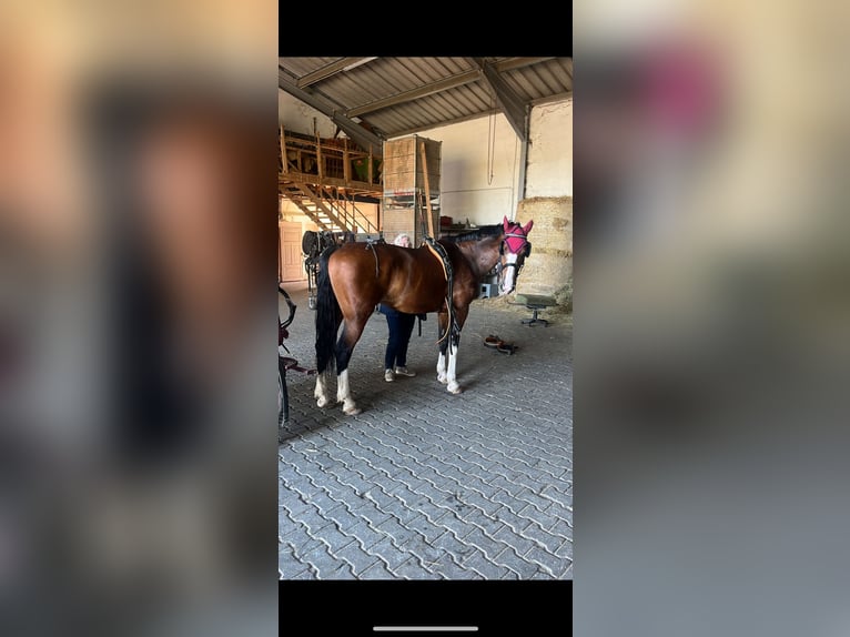 KWPN Stute 14 Jahre 167 cm Brauner in Niederneisen