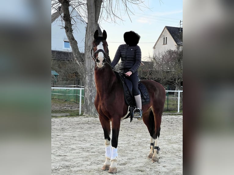 KWPN Stute 14 Jahre 167 cm Brauner in Niederneisen