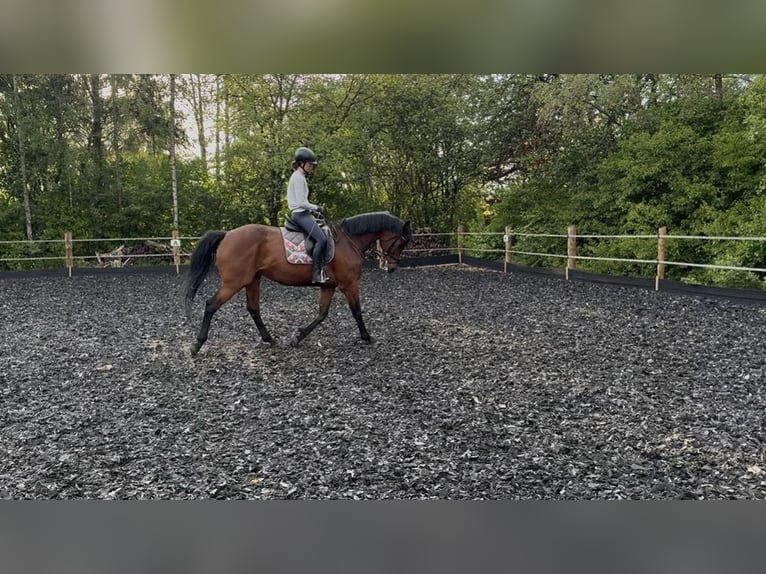 KWPN Stute 14 Jahre 167 cm Brauner in Donaueschingen