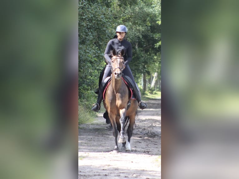KWPN Stute 14 Jahre 167 cm Dunkelbrauner in Noordwijk