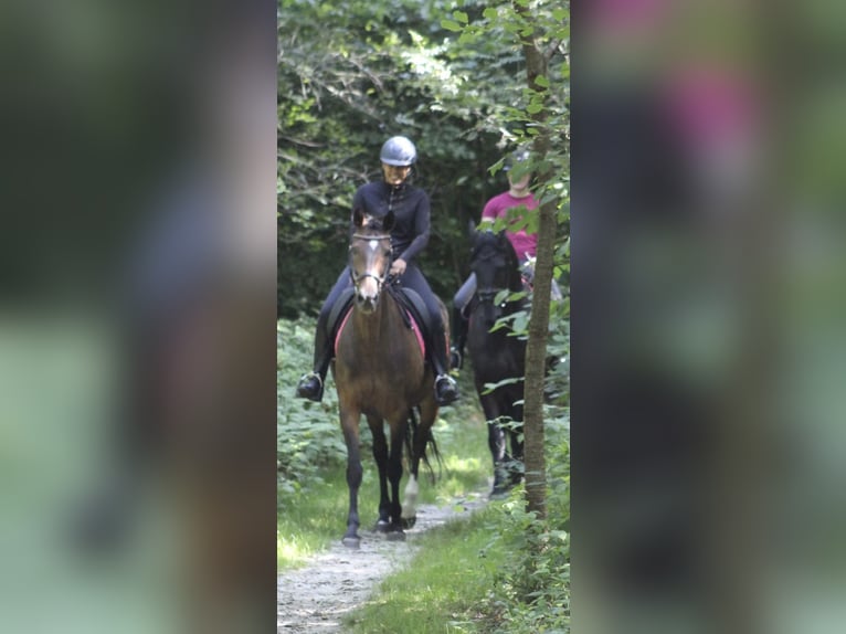 KWPN Stute 14 Jahre 167 cm Dunkelbrauner in Noordwijk