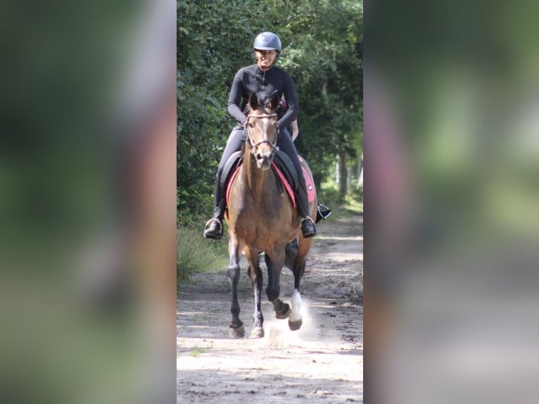 KWPN Stute 14 Jahre 167 cm Dunkelbrauner in Noordwijk