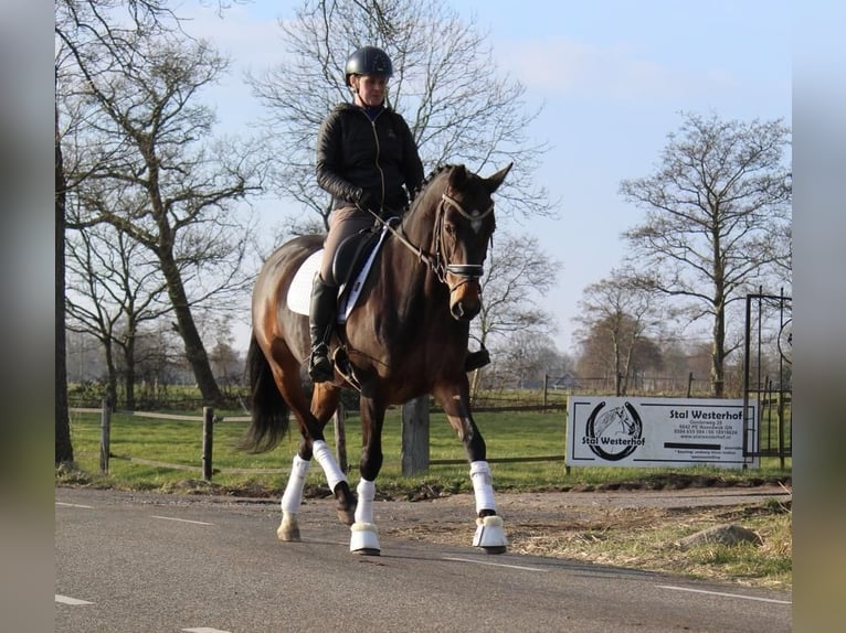 KWPN Stute 14 Jahre 167 cm Dunkelbrauner in Noordwijk