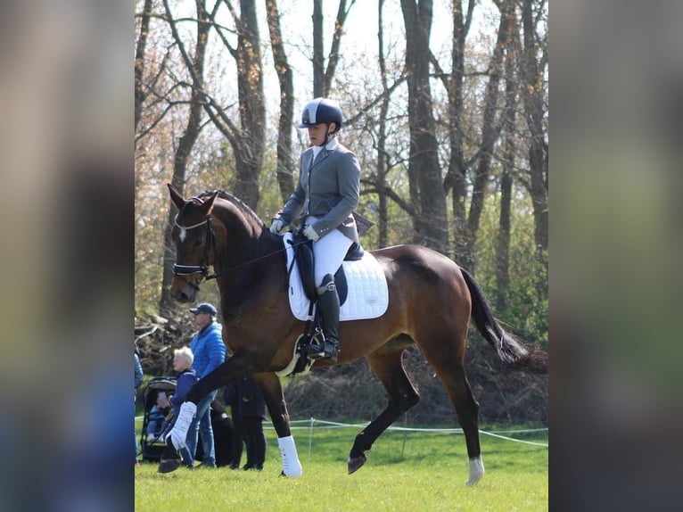 KWPN Stute 14 Jahre 167 cm Dunkelbrauner in Noordwijk